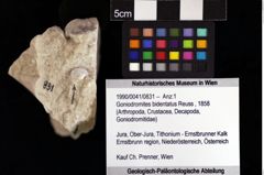 Foto (Objket + Etiketten) von Goniodromites bidentatus (Reuss, 1858) 